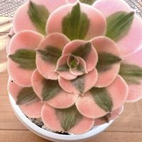 熊童子錦,アエオニウム　ピンクウィッチ,マイバッハ,多肉植物,多肉大好きの画像