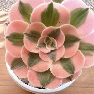 熊童子錦,アエオニウム　ピンクウィッチ,マイバッハ,多肉植物,多肉大好きの画像