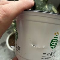 シンゴニウム,モンステラ,シンゴニウム・フレンチマーブル,シンゴニウム・フレンチマーブル,モンステラタイコンステレーションの画像