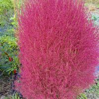 コキア,唐辛子,我が家の箒草,花友さんの花壇のコキア,はい並んでの画像