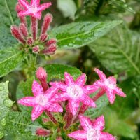 ペンタス,ありがとう,小さな雫,花雫,可愛い粒の画像