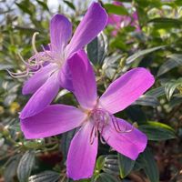 ノボタン,ノボタンの花,庭の画像