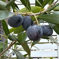 オリーブ,実がなる,植物のある暮らし,植物の生命力,オリーブの実が色づくの画像