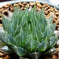 ハオルチア,ハオルチア,ハオルチア アクエア,多肉植物,ハオルチア属の画像
