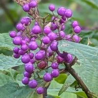 ムラサキシキブ,ムラサキシキブ,大好き,山野草,癒しの画像