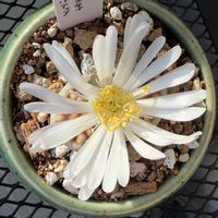 リトープス,リトープス,カラスモンタナ,多肉植物,メセンの画像