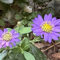 ノコンギク,ノコンギク,ノコンギク﹙野紺菊﹚,ノコンギク﹙野紺菊﹚,庭の画像