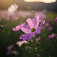 秋桜（こすもす）,ガーデニング初心者,私の花の写真の画像