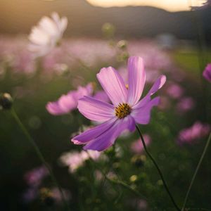 秋桜（こすもす）,ガーデニング初心者,私の花の写真の画像