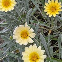 ガザニア,ルビーネックレス,ルビーネックレスの花,宿根ガザニアの画像