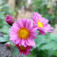 キク　小菊,キク　小菊,植えっぱなし,雨ざらし,花いろいろの画像