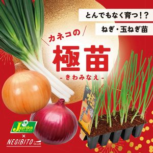 玉ねぎ,ネギ,極苗,カネコ種苗,家庭菜園の画像