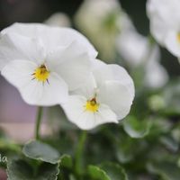 ビオラ,鉢植え,マクロレンズ,canon,こぼれ種からの画像
