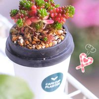レッドベリー,多肉植物,多肉大好き,可愛い,成長記録の画像