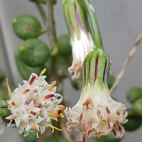 グリーンネックレス,グリーンネックレス,ベゴニア,レースフラワー,レースフラワーの画像