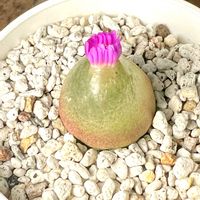 コノフィツム・ブルゲリ,多肉植物,鉢植え,つぼみ,コノフィツム属の画像