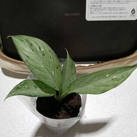 ディフェンバキアの画像