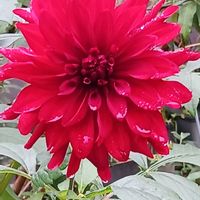 花のある暮らし,植物のある暮らし,ビオガーデン,広い庭,庭の画像