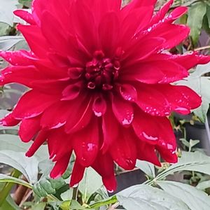 花のある暮らし,植物のある暮らし,ビオガーデン,広い庭,庭の画像