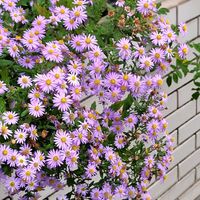ノコンギク,日向,宿根・多年草,小さな庭の画像