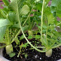 ラディッシュ,植木鉢大根の画像
