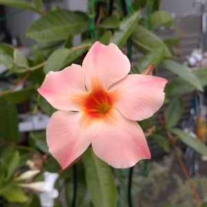 サンパラソル,鉢植え,ガーデニング,植え込み,読書週間の画像