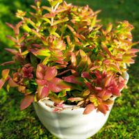 紅葉祭り,モミジマツリ,多肉植物,鉢植え,ガーデニングの画像