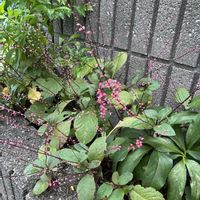 秋明菊,みずひき,花壇,庭の画像