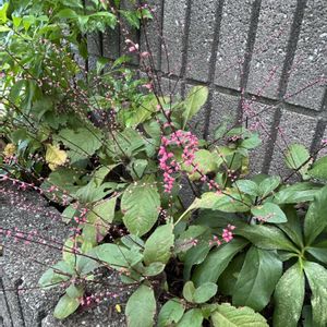 秋明菊,みずひき,花壇,庭の画像