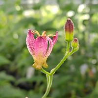 ホトトギス,山野草,野草,シルエット,魅力的の画像