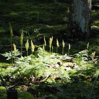 野葡萄,ミズヒキ,東山動植物園,ノブドウ,フユノハナワラビの画像