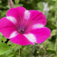 ペチュニア,花のある暮らし,バイカラー,チャーミング,植物との暮らしの画像