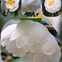 サザンカ,マユハケオモト,、、、。失敗。,おでかけ先の画像