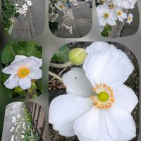 シュウカイドウ,シュウメイギク,シュウメイギク,ミズヒキ,我が家の♡の画像