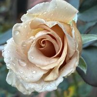ガーベラ,ダフネ,バラ エバンタイユ・ドール,ばら バラ 薔薇の画像