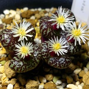 ビザール プランツ,多肉植物,メセン,ビザールプランツ,東向きベランダの画像
