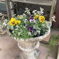 アリッサム,ハツユキカズラ,パンジー,寄せ植え,小花会の画像