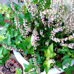 カルーナ,八重咲カルーナ　ジュエルドロップス　パール,寄せ植え,可愛い,庭の花の画像