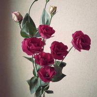 トルコキキョウ,ロゼ,切り花,秋の色,キュンキュン乙女倶楽部の画像