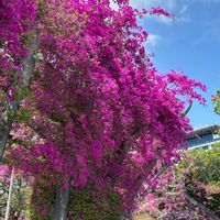 ブーゲンビリア,オーストラリア,花のある暮らし,ブリスベンの画像
