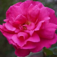 バラ,薔薇,王妃アントワネット,バラ、薔薇、ばら,バラ　フェンスの画像