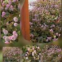キキョウ,ヒメツルソバ,おでかけ先の画像