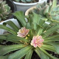 イチョウ,レウイシア (華さんご),多肉植物のある暮らし,多肉ラボ©,岐阜県各務原市の画像