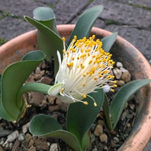 マユハケオモト,鉢植え,マイガーデン,かわいい♡,綺麗✨の画像