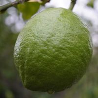 レモン,広葉樹,ユーレカ レモン,果実,ミカン科の画像