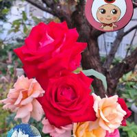 バラ,ミセバヤ,薔薇,アエオニウム属ハロウィン,アエオニウム　ピンクウィッチの画像