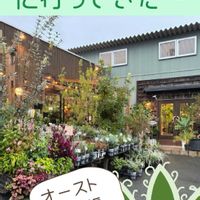 アガベ,アガベ 乱れ雪,多肉植物,オージープランツの画像