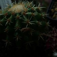 ハオルチア,多肉植物,観葉植物,塊根植物,サボテン科の画像