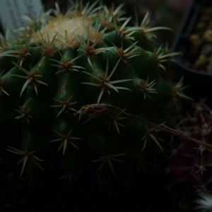 ハオルチア,多肉植物,観葉植物,塊根植物,サボテン科の画像