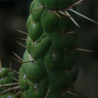 ハオルチア,多肉植物,観葉植物,塊根植物,サボテン科の画像
